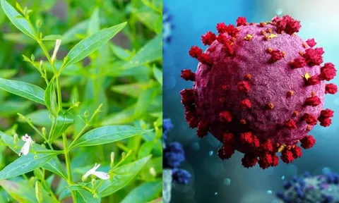 Thảo dược Thái Lan dùng để chữa Covid-19 hiệu quả rất cao: Việt Nam là nước trồng nhiều