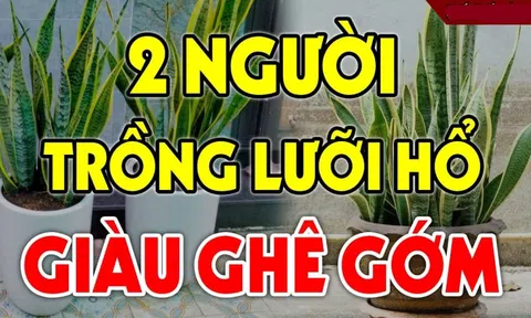 Cây lưỡi hổ xua đuổi tà ma: 2 tuổi này trồng kinh doanh đắc tài chẳng thiếu tiền xài