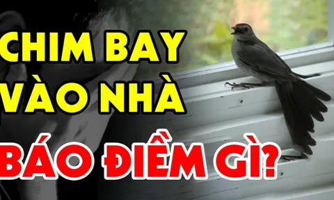 3 con chim bay vào nhà mang theo Tiền- Tài, 2 loài chỉ mang tin dữ, biết mà tránh