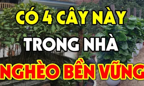 Các cụ dặn: Dừng mang theo cây ác vào nhà cây càng thịnh người càng suy, nhớ cho kỹ