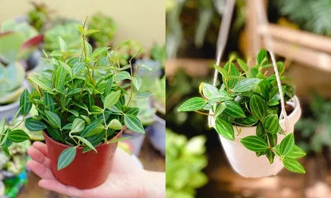Loại cây chỉ nghe tên đã thấy may mắn bình yên, người giàu thường trồng một chậu trong nhà để vượng khí tràn trề
