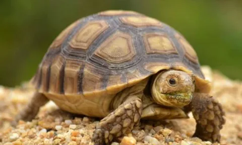 Bên trong mai rùa có gì đặc biệt, rùa có thể sống thiếu mai không?