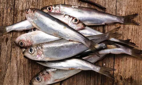3 loại cá bổ dưỡng ngang nhân sâm, tổ yến: Đi chợ nhìn thấy đừng tiếc tiền mua