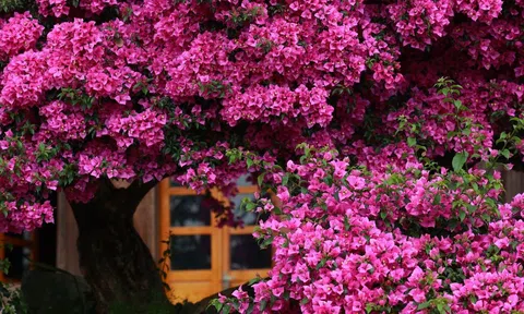 Hoa giấy mùa hè đừng tưới đẫy nước dễ chết cây: Đây mới là cách tưới cây giúp nở hoa rực rỡ