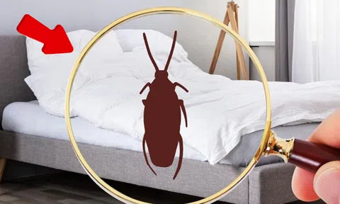 Mẹo đuổi sạch côn trùng trong phòng ngủ đơn giản và hiệu quả