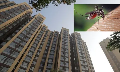Muỗi có thể bay cao đến tầng mấy? Sống ở tầng cao có thể tránh muỗi hay không?