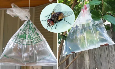 Vì sao treo túi nước trước cửa có thể đuổi được ruồi?
