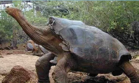 Vì sao con người chỉ sống được 80 năm trong khi loài rùa sống được đến 200 năm?