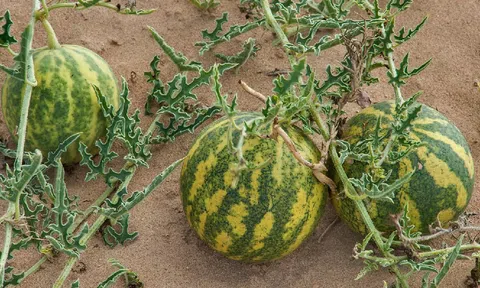 Vì sao không nên ăn dưa hấu mọc trên sa mạc?