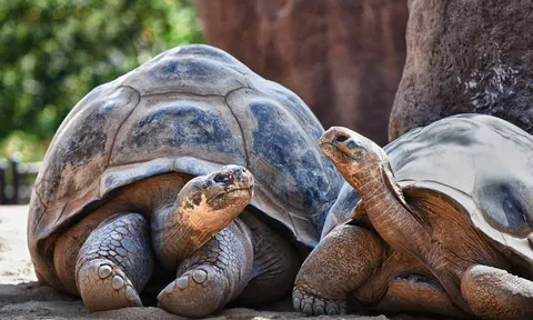 Vì sao người thường chỉ có thể sống được 80 năm, rùa có thể sống được 200 năm?