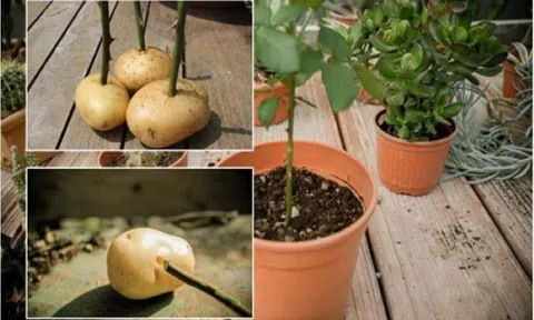 Vỏ khoai tây chứa nhiều vitamin và khoáng chất, bỏ 1 nắm vào gốc cây có tác dụng tốt hơn phân bón