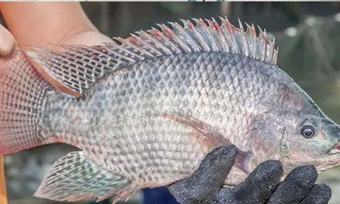 3 loại cá dễ dính kim loại nặng nhất, loại đầu tiên người Việt ăn rất thường xuyên