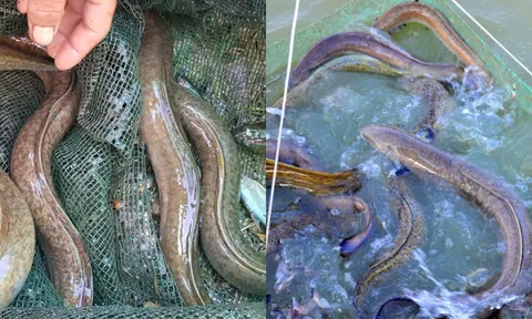 Nuôi loài cá đặc sản nhìn như rắn, nông dân thu tiền tỷ sau 3 năm