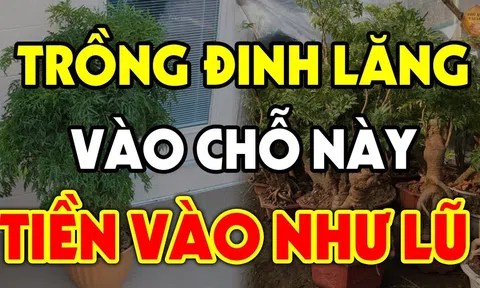 Vị trí tốt nhất trồng cây Đinh Lăng theo phong thủy: Chỉ cần 1 cây cũng hút Tài Lộc, gia chủ phát tài