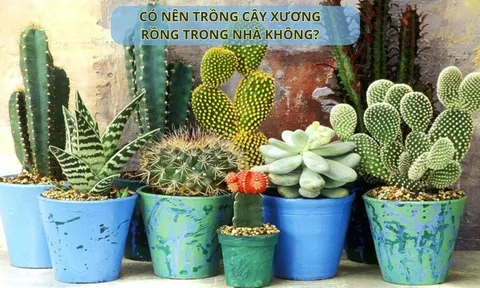 Cây xương rồng gai góc, xù xì có nên trồng trong nhà không? Ý nghĩa phong thuỷ của cây xương rồng