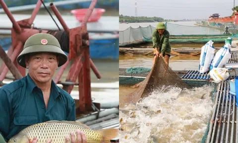 Nuôi loài đặc sản ‘to bự', từ hai bàn tay trắng, nông dân nhẹ nhàng thu về 10 tỷ đồng/năm