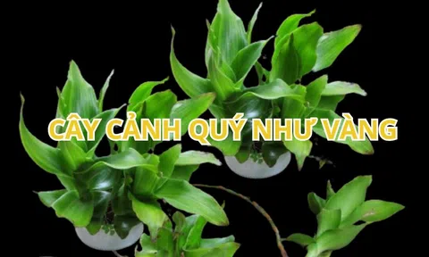 Trồng cây này nghe tên đã thấy giàu có, lại là thần dược bảo vệ cả nhà và rất dễ chăm sóc