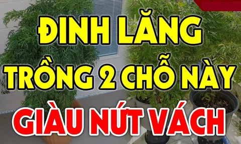 Cây Đinh Lăng hút tài lộc đừng trồng linh tinh: Đây mới là vị trí giúp gia chủ tiền vào như nước