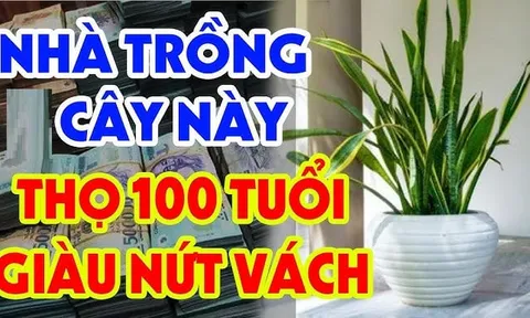 Vào nhà thấy 3 chỗ có 3 cây xanh, gia đình giàu có khỏe mạnh, là cây gì- nơi nào?