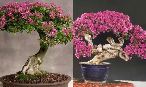 Cây dại nở hoa quanh năm: Biến hóa thành bonsai quý hiếm, mang đến sự giàu sang, phú quý