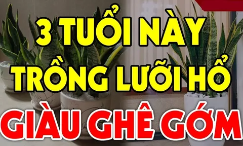 Cây lưỡi hổ xua đuổi tà ma, hút tiền tài: 3 người này trồng kinh doanh đắc tài, chẳng thiếu tiền xài