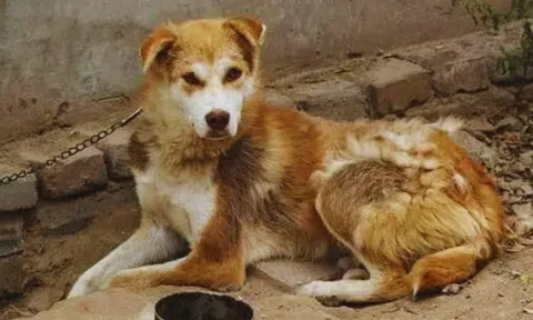 Tổ Tiên nói: 'Tốt với người chỉ tốt 1 nửa, cho chó ăn đừng dại cho no', cho chó ăn no thì sao?