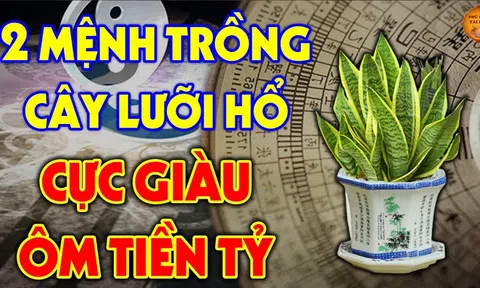 Trồng cây lưỡi hổ: 3 người rất hợp mệnh hút Tiền -Tài, 2 tuổi rất kị lộc lá tiêu tán