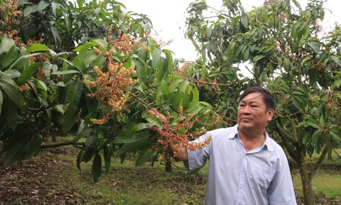 Ở nhà trồng 1 loại cây "quý như vàng" thơm như hoa, người nông dân đút túi 2 tỷ đồng/năm