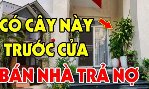 Vào sân không trồng 3 cây, trong nhà chớ treo 3 vật Tiền- Tài- Danh mới bền, là cây gì vật gì?