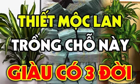 Trồng cây Thiết Mộc Lan trước cửa nhà có tốt cho phong thủy không?