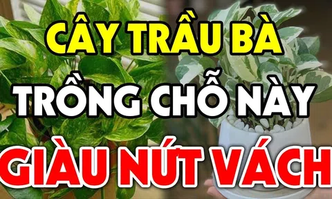 Trồng cây Trầu Bà trong nhà có tốt cho phong thủy gia đình không?