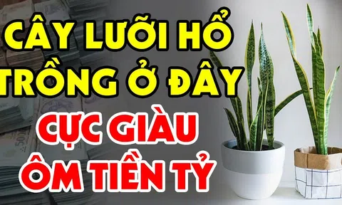 Trồng cây Lưỡi Hổ trong nhà có tốt cho phong thủy gia đình không?