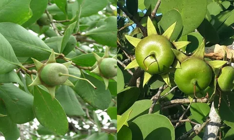 Vua Gia Long mê mẩn 1 loại quả dại, nay là đặc sản khiến ai cũng ‘săn lùng’