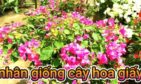 Hoa giấy nhân giống bằng giâm cành cực đơn giản như sau