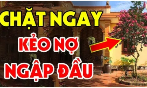 Ngoài sân không trồng 3 cây, vào nhà chớ treo 3 vật, Tiền- Tài mới bền, là cây gì vật gì?