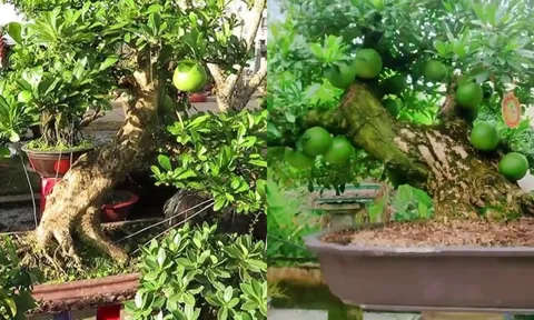 Từ cây dại thành cây bonsai độc đáo, mang lại tài lộc, có giá tới 150 triệu đồng