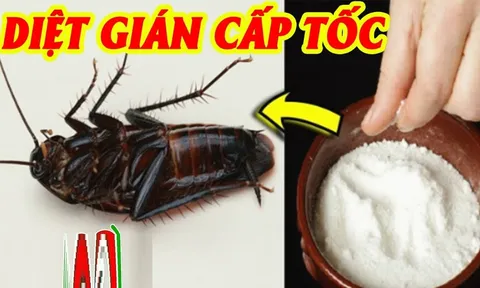 Gián và chuột sợ nhất thứ này, đặt ở góc phòng là không con nào bén mảng đến