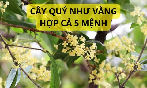 Ông bà dặn trồng cây này trước nhà như vàng như bạc giúp gia đình hưng thịnh con cháu thành tài khỏe mạnh