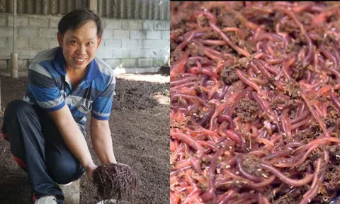 Nhờ nuôi loài vật 'hiền lành' nhưng mang lại 'siêu lợi nhuận', nông dân bỗng chốc đổi đời