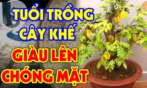 Trồng khế trước cửa nhà '1 kỵ, 2 nên', thần Tài "gật đầu ưng bụng", gia chủ hái lộc to