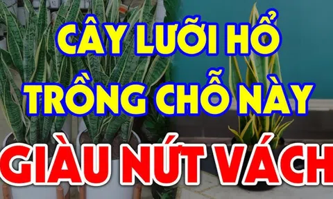 Trồng Lưỡi Hổ trong nhà có tốt cho phong thủy gia đình hay không?