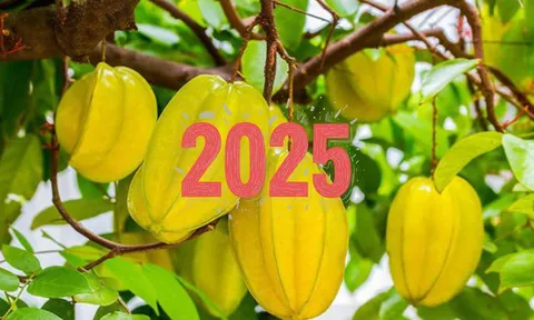 Người tuổi này nên trồng cây khế, Ất Tỵ 2025 đổi đời giàu có, không trồng thật tiếc