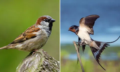 Đất lành chim đậu: 2 loài chim phú quý bay vào nhà, gia chủ không giàu sang cũng no nê tài lộc