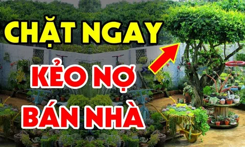 Trồng cây âm trước cửa gia đình khó mà giàu, tiền mấy đời cũng cạn kiệt, cây âm là cây nào?