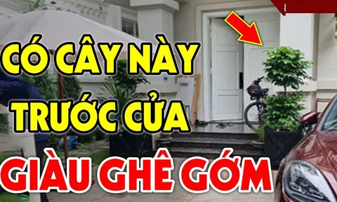 5 loại cây phong thuỷ hút tài lộc, rước may mắn vào nhà dịp Tết Nguyên đán 2025