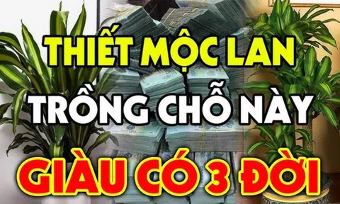 Cây thiết mộc lan mang may mắn, tài lộc thịnh vượng nhưng đừng trồng linh tinh: 2 mệnh này trồng là hợp nhất