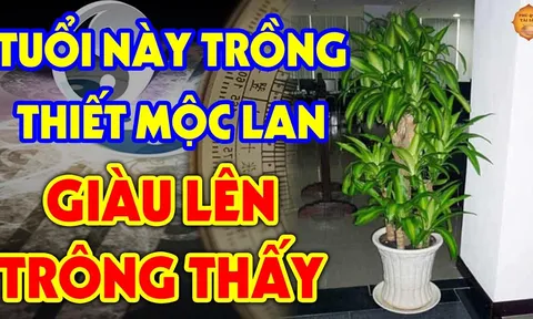 5 loại cây 'nuốt' bụi mịn, lọc không khí, hút tài lộc vào nhà, gia chủ ăn nên làm ra