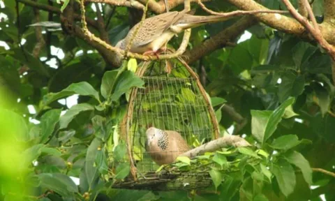 Các cụ dặn dò: "Ở đời có 4 cái ngu", vậy cái nào là ngu nhất?