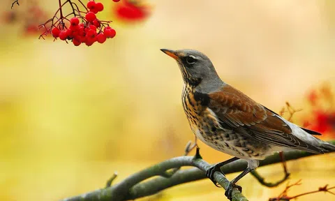 ''Chim khôn kêu tiếng rảnh rang, người khôn nói tiếng dịu dàng dễ nghe'': Những người khôn thường ăn nói thế nào?