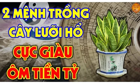 2 tuổi trồng cây lưỡi hổ rút cạn Tiền - Tài, 2 tuổi hợp mệnh nuôi cây, làm gì cũng đỏ